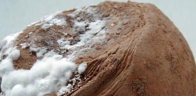 Fusarium – Marciume secco