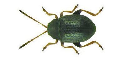 Lo scarabeo o pulce della patata: una nuova minaccia per la patata europea??