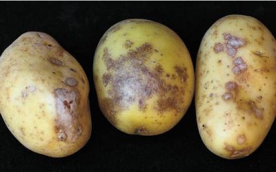La Scabbia Argentea: Sintomi e prevenzione