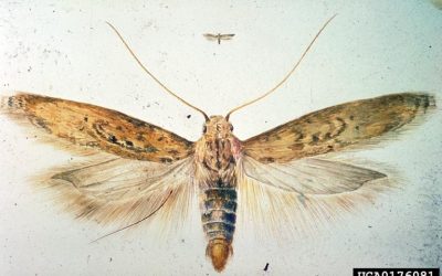 Lotta mirata alla tignola della patata