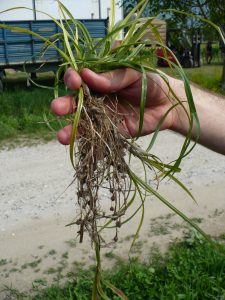 Cyperus_esculentus