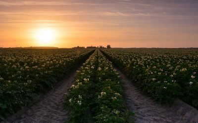 Le patate da seme olandesi approvate: l’importanza della certificazione dei tuberi seme