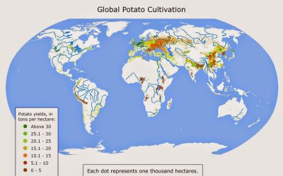 La patata nel mondo
