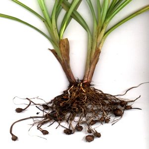 cyperus-esculentus-souchet-comestible-plant