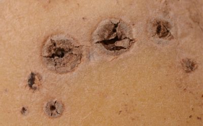 Rhizoctonia solani: lunghi riposi colturali e tubero-seme certificato sono la base.