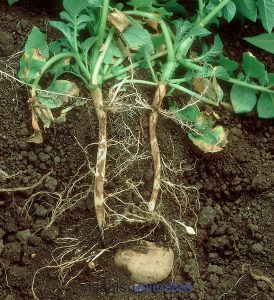 Stem canker (Rhizoctonia solani) on potato roots from mature plant.