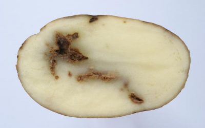 Suberosi anulare del tubero nella produzione della patata