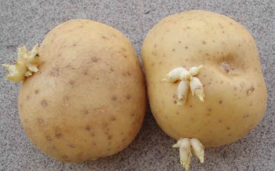 Concia del tubero-seme per garantire la qualità