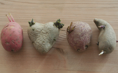 L’importanza della pregermogliazione – non solo nelle patate bio