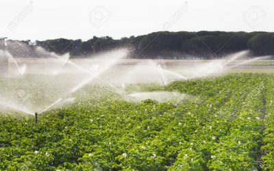 L’irrigazione della patata