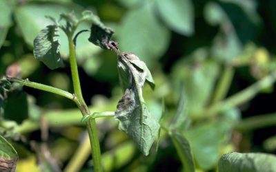 Strategia di lotta contro la peronospora della patata
