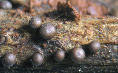 Sclerotium rolsfii