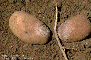 Sclerotium_rolfsii