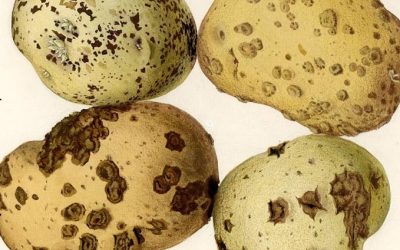 Le scabbie della patata secondo il sistema francese