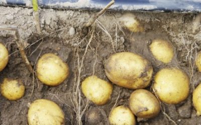L’irrigazione a goccia nella patata