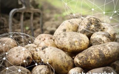 GLOBAL MARKET OVERVIEW POTATOES